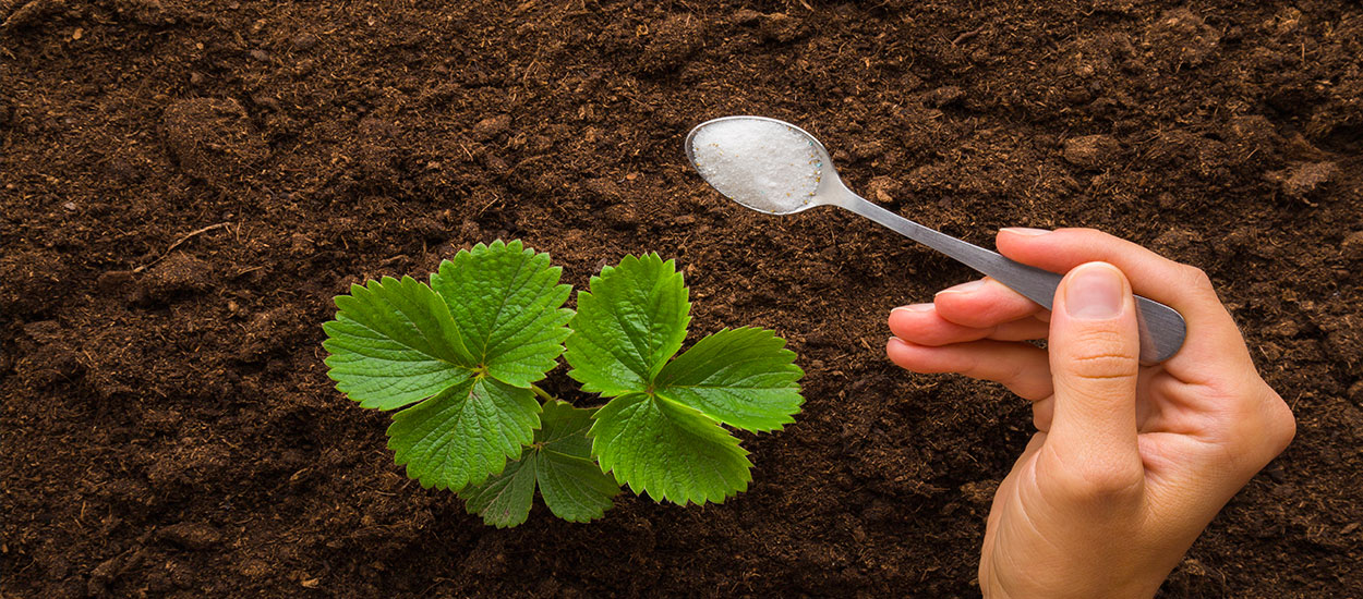 Faut-il donner du sucre à vos plantes ?