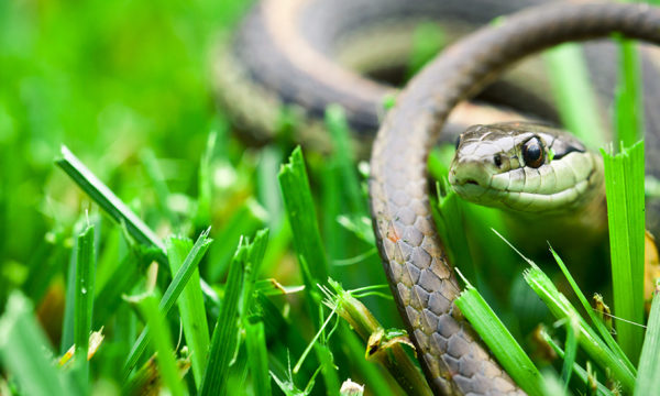 Danger ou non ? Comment bien différencier les serpents dans son jardin