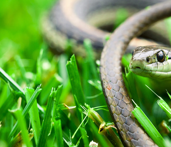 Danger ou non ? Comment bien différencier les serpents dans son jardin