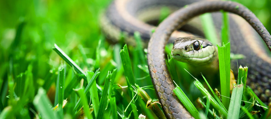 Comment bien différencier les serpents dans son jardin