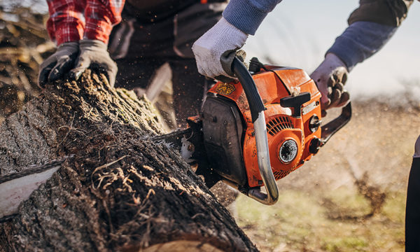 L'affouage : couper son bois en forêt permet d'économiser beaucoup d'argent à la sueur de son front