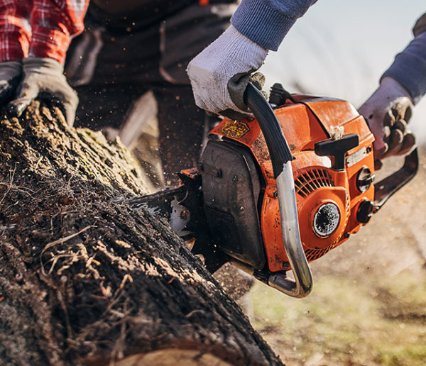 L'affouage, une pratique ancestrale qui permet de couper son bois de  chauffage soi-même