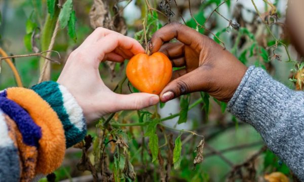 Que faire de ses pieds de tomates à l'arrivée de l'automne ?