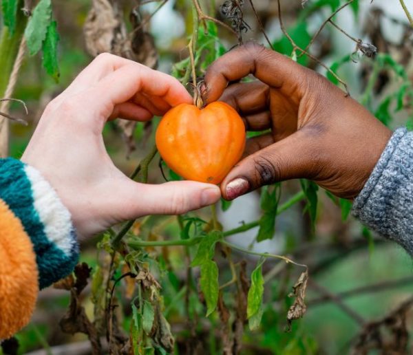 Que faire de ses pieds de tomates à l'arrivée de l'automne ?