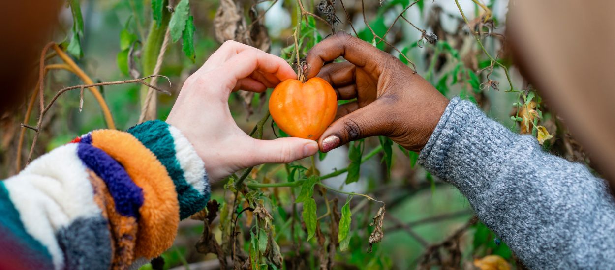 Que faire de ses pieds de tomates à l'arrivée de l'automne ?