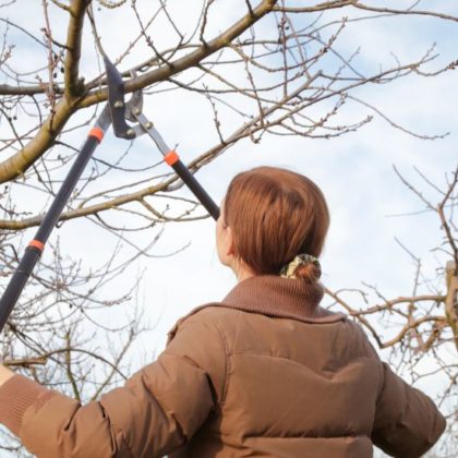 Quels sont les arbres et les plantes à ne pas tailler à l'automne ?