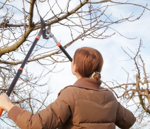 Quels sont les arbres et les plantes à ne pas tailler à l'automne ?