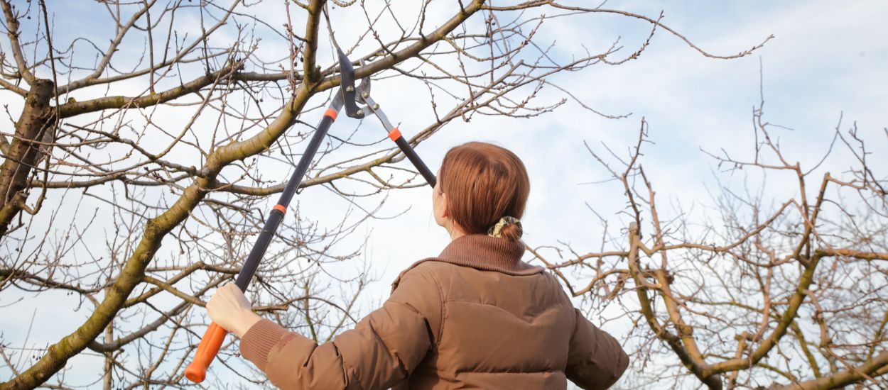 Quels sont les arbres et les plantes à ne pas tailler à l'automne ?