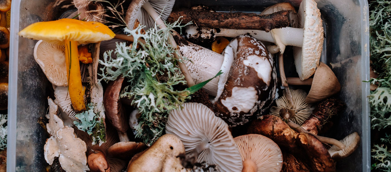 Comment avoir des champignons chez soi, même dans le jardin ?