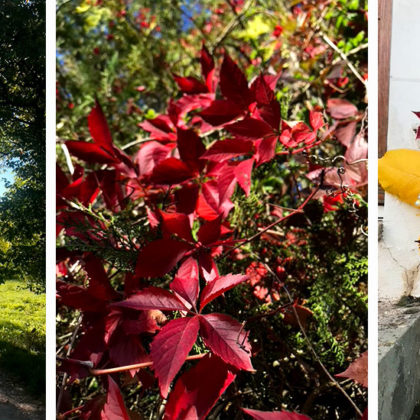 Balade en forêt : comment faire un joli bouquet d'automne ?