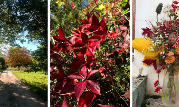 Balade en forêt : comment faire un joli bouquet d'automne ?