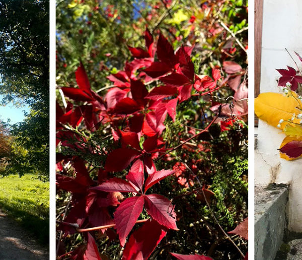 Balade en forêt : comment faire un joli bouquet d'automne ?