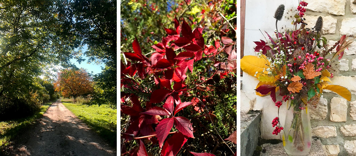 Balade en forêt : comment faire un joli bouquet d'automne ?