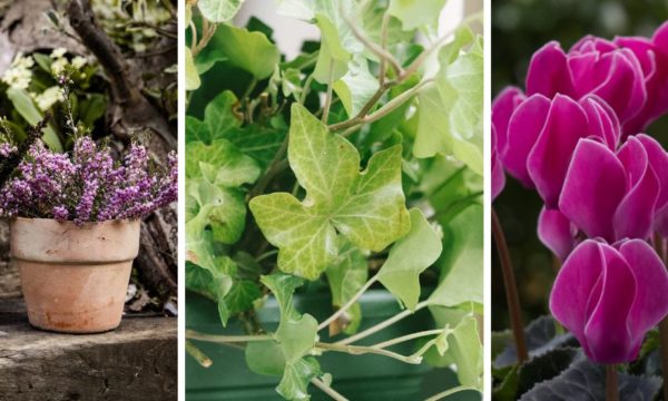 4 idées pour de belles jardinières et potées d'automne