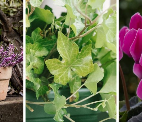 4 idées pour de belles jardinières et potées d'automne