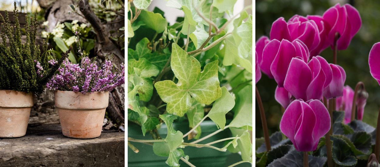 4 idées pour de belles jardinières et potées d'automne