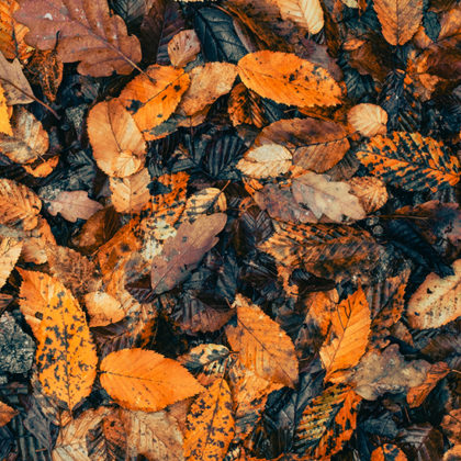 Innovation : à Amiens, les feuilles mortes fabriquent de l'électricité !