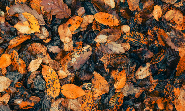 Innovation : à Amiens, les feuilles mortes fabriquent de l'électricité !