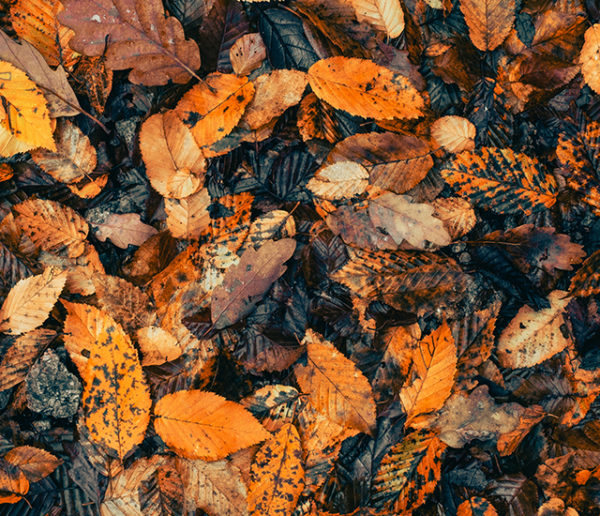 Innovation : à Amiens, les feuilles mortes fabriquent de l'électricité !