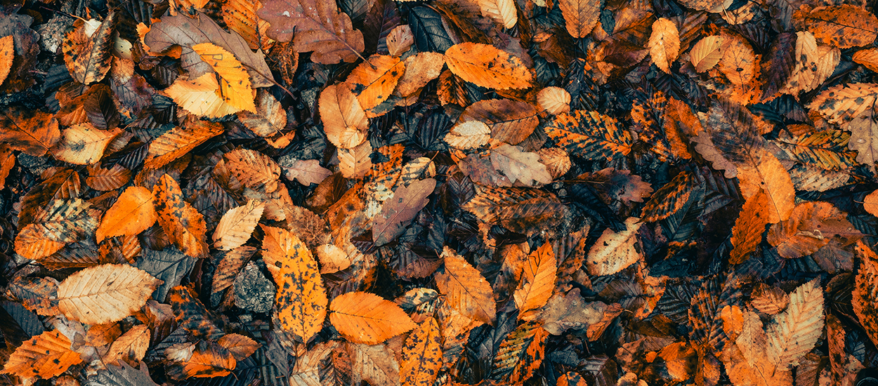 Innovation : à Amiens, les feuilles mortes fabriquent de l'électricité !