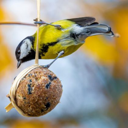 Comment attirer les oiseaux dans son jardin à l'approche de l'hiver ?