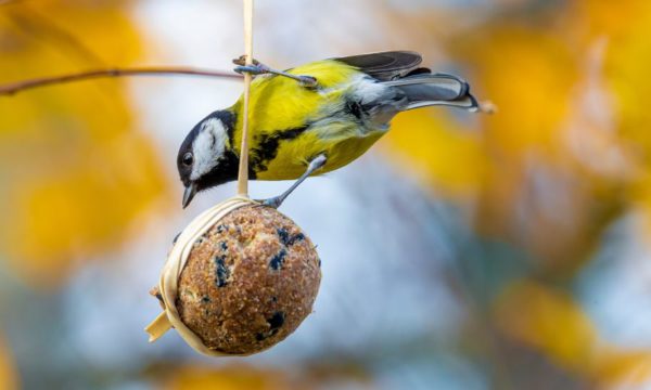 Comment attirer les oiseaux dans son jardin à l'approche de l'hiver ?