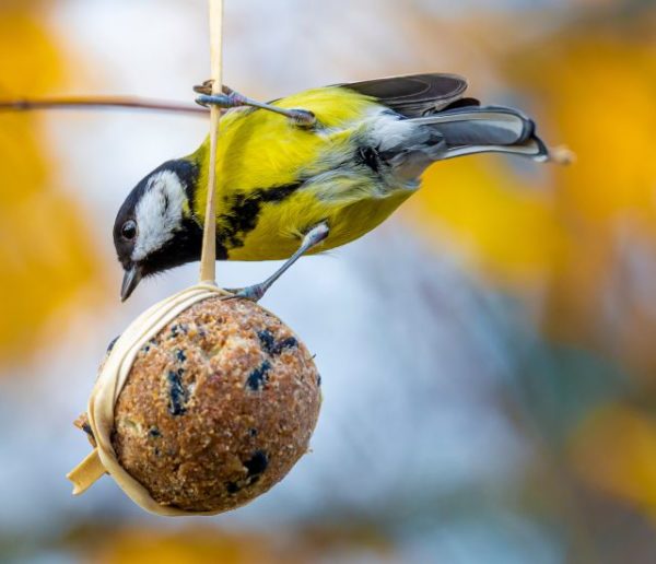 Comment attirer les oiseaux dans son jardin à l'approche de l'hiver ?