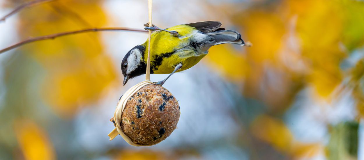 Comment attirer les oiseaux dans son jardin à l'approche de l'hiver ?