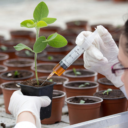 L'alcool rendrait les plantes plus résistances à la sécheresse : vrai ou faux ?