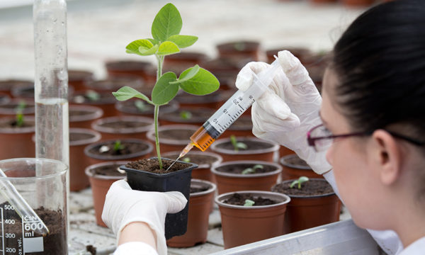 L'alcool rendrait les plantes plus résistances à la sécheresse : vrai ou faux ?