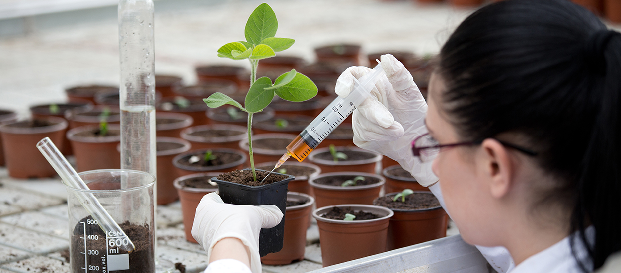 L'alcool rendrait les plantes plus résistances à la sécheresse : vrai ou faux ?