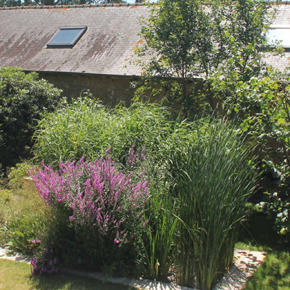 5 questions à un expert pour réussir sa phytoépuration, l'assainissement par les plantes !