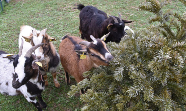 Comment donner votre sapin de Noël pour nourrir des chèvres et 4 autres façons de le recycler