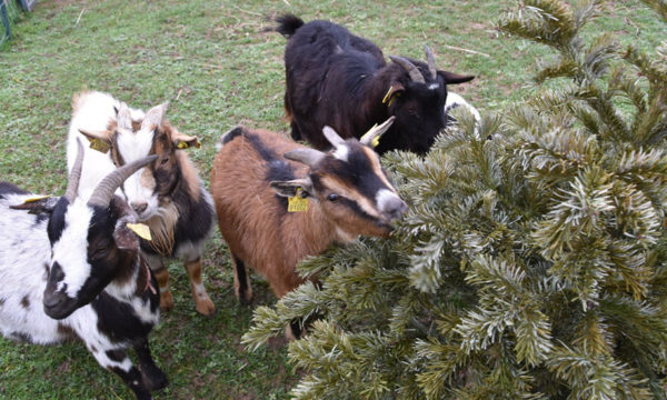 Comment donner votre sapin de Noël pour nourrir des chèvres et 4 autres façons de le recycler