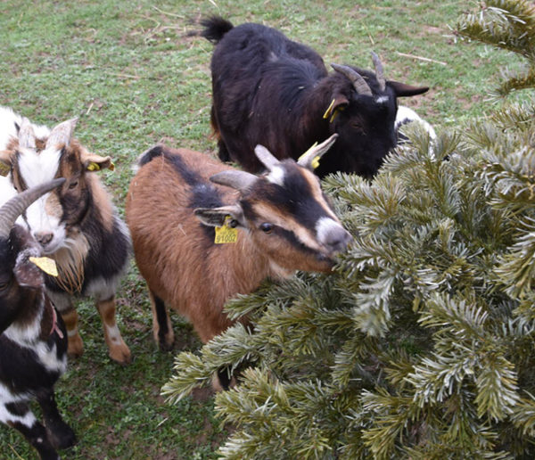 Comment donner votre sapin de Noël pour nourrir des chèvres et 4 autres façons de le recycler