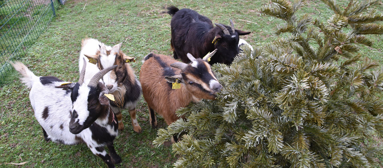 Comment donner votre sapin de Noël pour nourrir des chèvres et 4 autres façons de le recycler