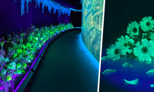 Aglaé, la start-up qui veut illuminer la ville avec des plantes et des fleurs luminescentes