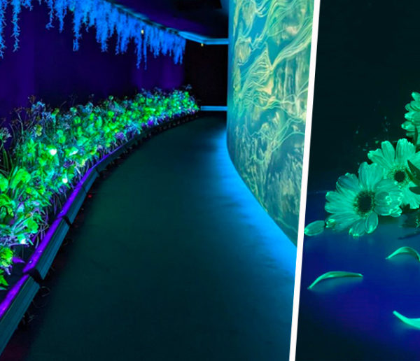 Aglaé, la start-up qui veut illuminer la ville avec des plantes et des fleurs luminescentes