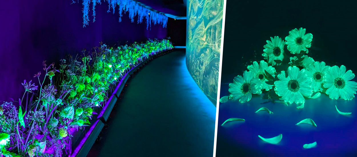 Aglaé, la start-up qui veut illuminer la ville avec des plantes et des fleurs luminescentes