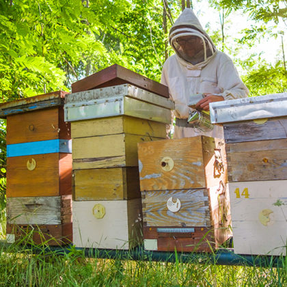 Comment fabriquer sa ruche pour faire du miel (et sauver les abeilles)