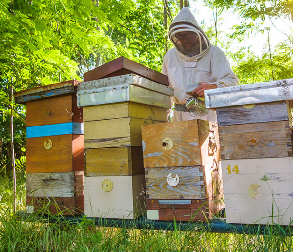 Comment fabriquer sa ruche pour faire du miel (et sauver les abeilles)