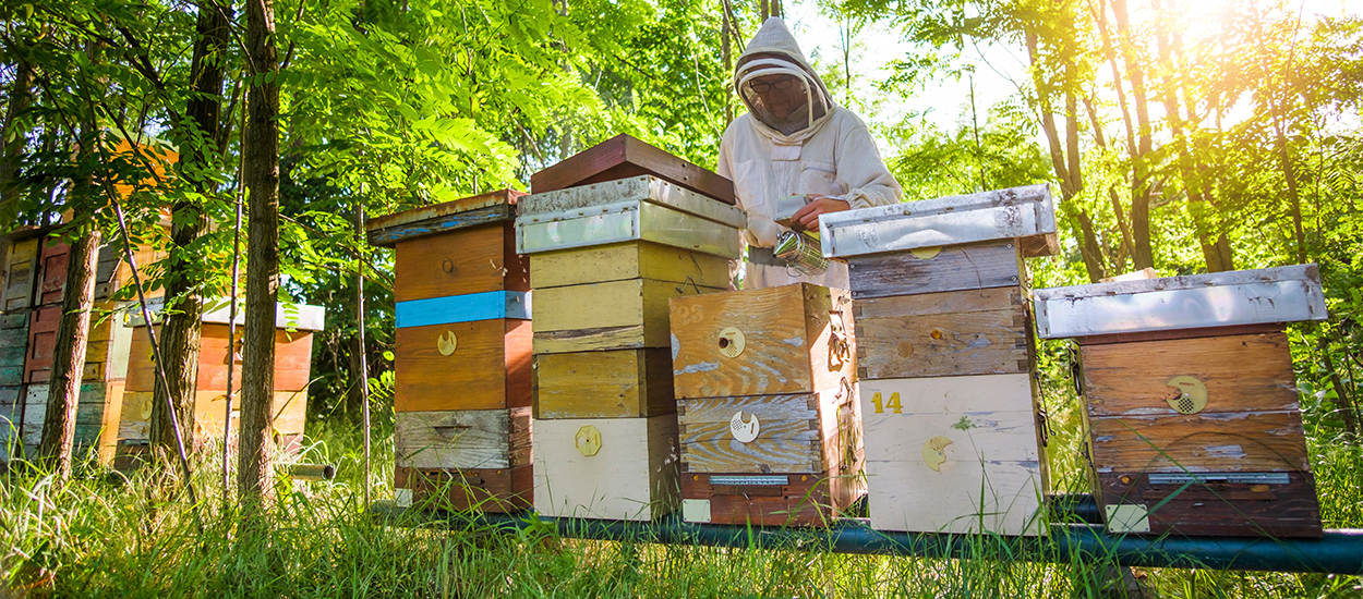 Comment fabriquer sa ruche pour faire du miel (et sauver les abeilles)