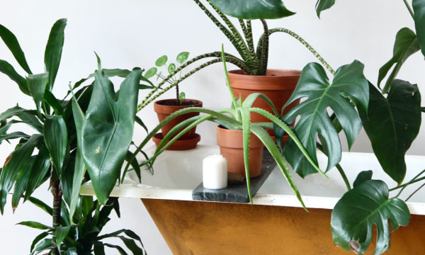 Pourquoi devrions-nous nettoyer les feuilles des plantes à la maison ?