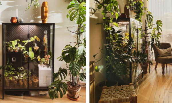 Jimmy a transformé une armoire vitrine en serre d'intérieur pour ses plantes