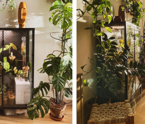 Découvrez cet appartement aux 60 plantes vertes et sa serre