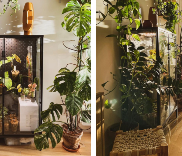 Jimmy a transformé une armoire vitrine en serre d'intérieur pour ses plantes