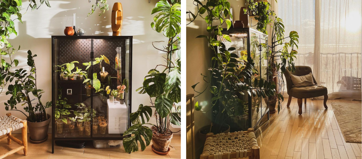 Découvrez cet appartement aux 60 plantes vertes et sa serre