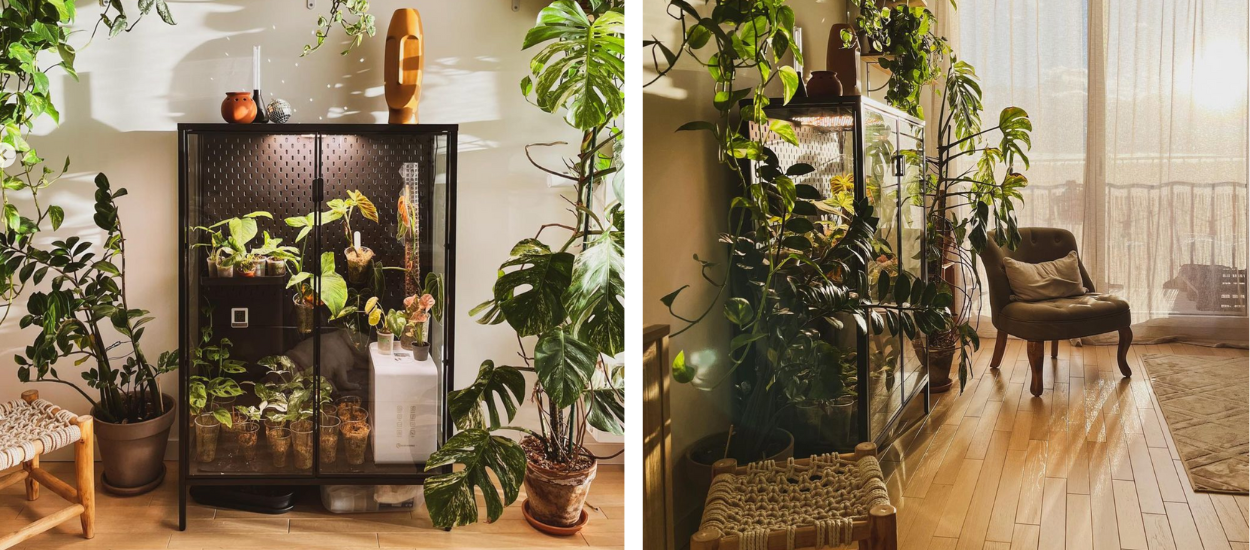 Jimmy a transformé une armoire vitrine en serre d'intérieur pour ses plantes