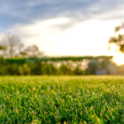 Économies d'eau : Quelle pelouse semer dans son jardin et comment tondre intelligemment ?