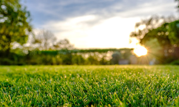 Économies d'eau : Quelle pelouse semer dans son jardin et comment tondre intelligemment ?